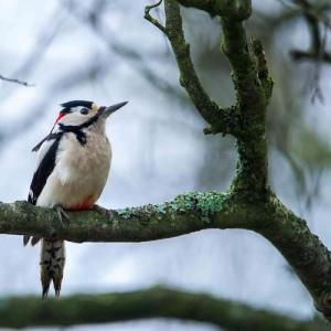 Redwell  18 1 2016   D3s (11 Of 127).jpg